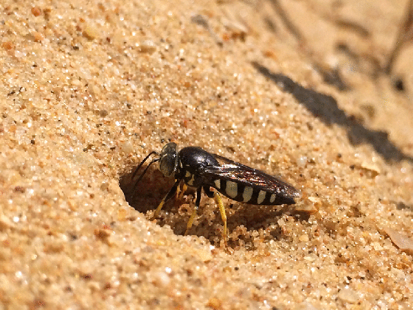 Bicyrtes quadrifasciatus