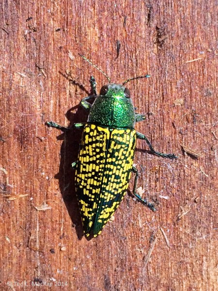 Buprestis (Knulliobuprestis) confluenta, on large, dead Populus deltoides trunk | Woods Col., Oklahoma| USA: Oklahoma