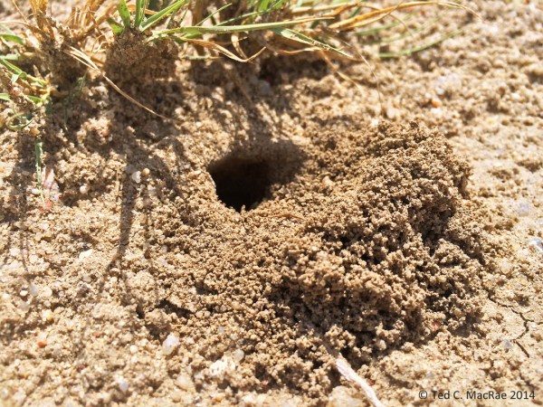 Prionus integer adult burrow.