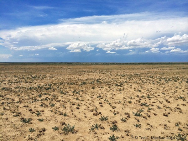 Shortgrass prairie habitat for Prionus integer.
