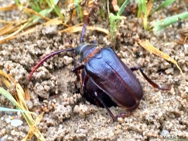 Prionus integer mating pair.