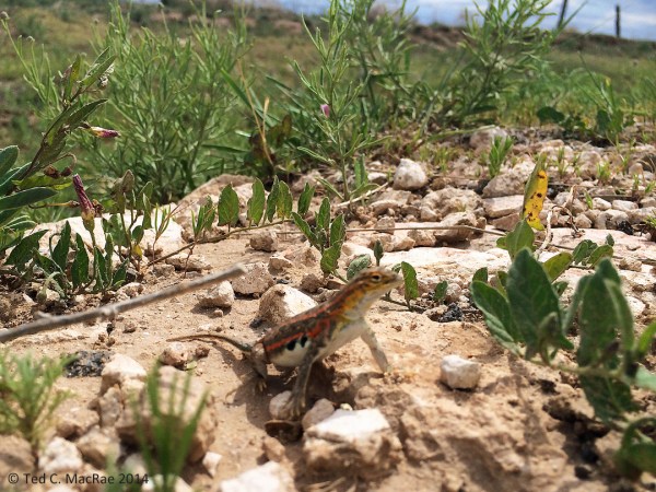 Holbrookia maculata (lesser earless lizard) | Union Co., New Mexico.