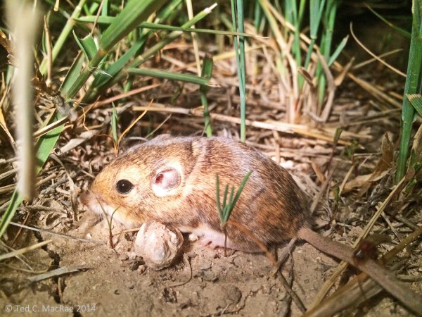 silky pocket mouse? Zapus sp., jumping mouse? | Union Co., New Mexico.