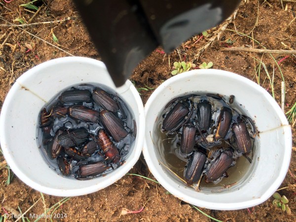 Prionic acid-bated traps w/ Prionus fissicornis males.