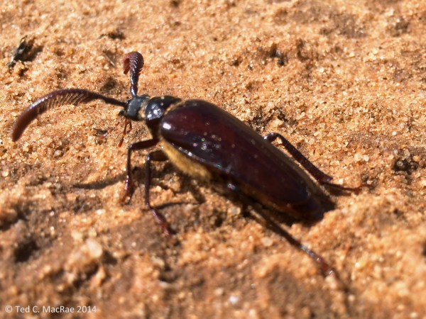 Prionus fissicornis male | Harding Co., New Mexico.