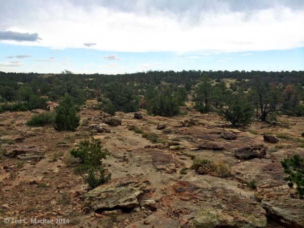Oak/juniper woodland at Mills Canyon, habitat for Prionus heroicus.
