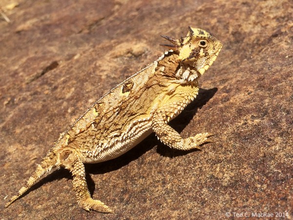 Phrynosoma cornutum (Texas horned lizard) | Harding Co., New Mexico.