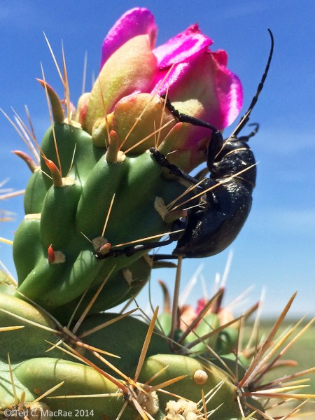 Moneilema sp. on Cylindropuntia imbracata } Otero Co., Colorado.