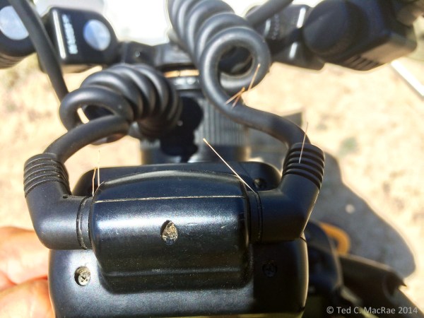 The hazards of photographing cactus beetles.