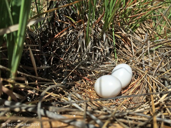 Dove's nest w/ eggs.