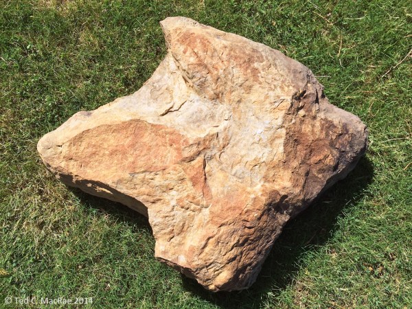 Dinosaur fossil footprint