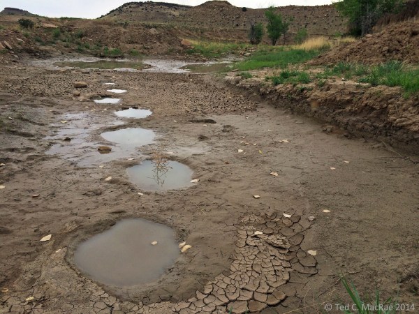 Dinosaur tracks | vic. Black Mesa, Oklahoma.