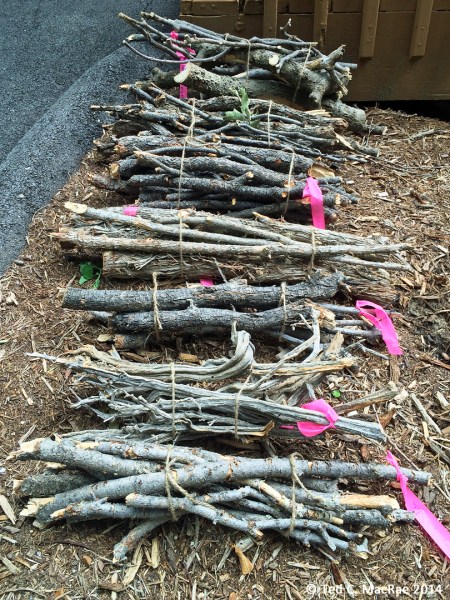 Wood collected for rearing wood-boring beetles.