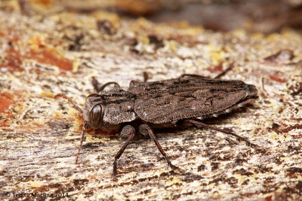 The flattened body, dull coppery color, and partly yellow antennal segments make this a distinctive eastern U.S. species.