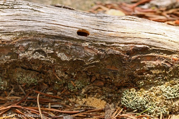 Presumed Chrysobothris dentipes adult emergence hole in exposed root of Virginia pine.
