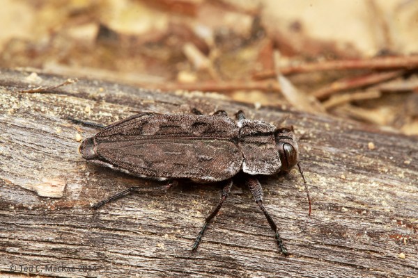 Chrysobothris dentipes on exposed root of Pinus virginiana | South Cumberland State Park, Tennessee