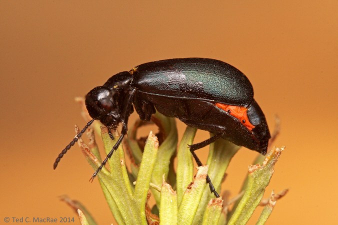 Linsleya convexa | vic. Vogel Canyon, Colorado