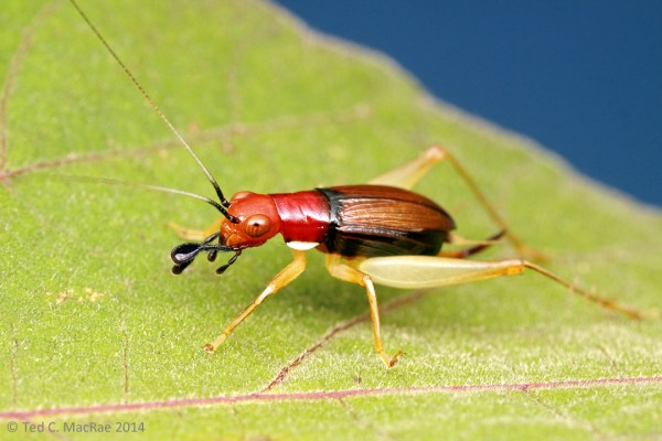 Phyllopalpus pulchellus (red-headed bush cricket) | Hickman Co., Kentucky