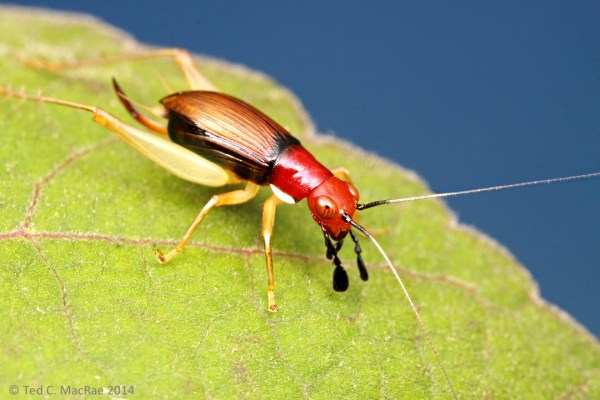 The brown wings and long, sickle-shaped ovipositor identify this individual as a female.