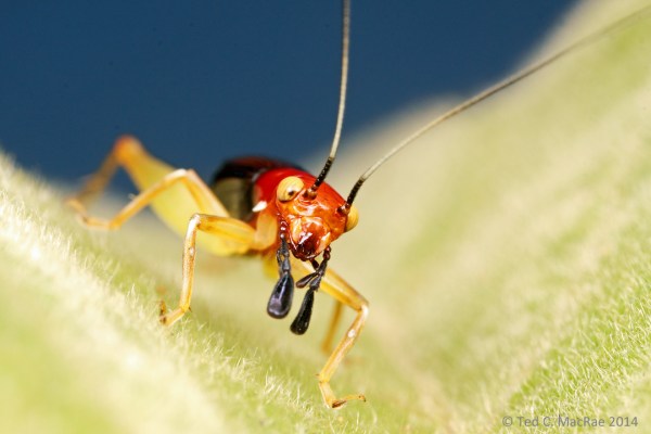 The greatly expanded palps are thought to mimic beetle mandibles or spider pedipalps.