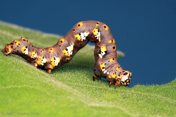 Tarache delecta ("mallow caterpillar") on Hibiscus lasiocarpus | Hickman Co., Kentucky
