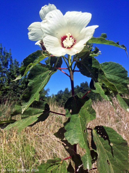 Hibiscus lasiocarpus
