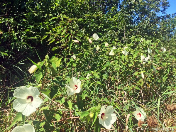 Hairy mallow (Hibiscus lasiocarpus), host for Agrilus concinnus