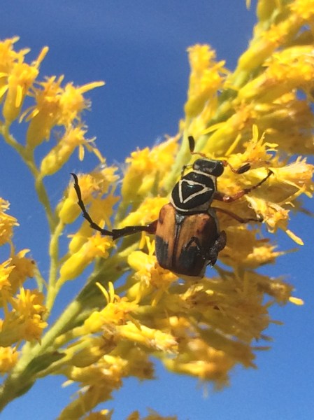 Defensive posture with hind legs raised above abdomen.