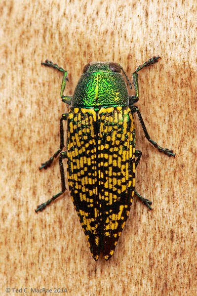 Buprestis (Knulliobuprestis) confluenta