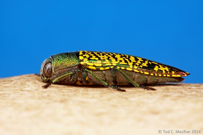 Buprestis (Knulliobuprestis) confluenta