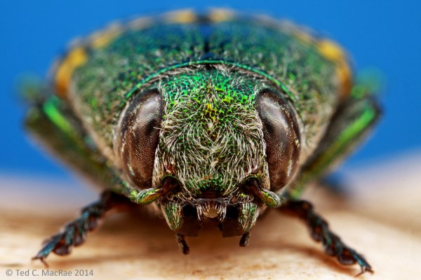 Buprestis (Knulliobuprestis) confluenta Say, 1823 | Woods Co., Oklahoma