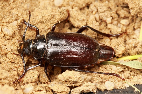 Prionus integer female