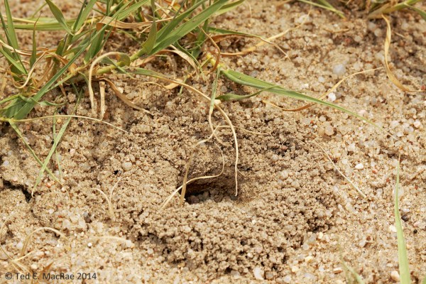 Prionus integer burrow