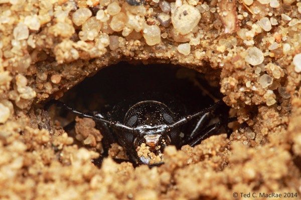 Prionus integer female