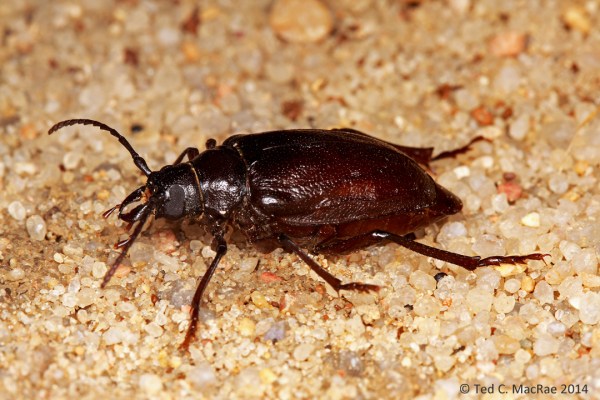 Prionus integer female