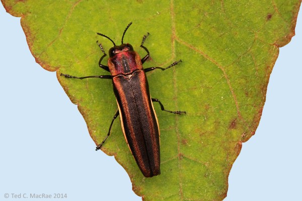 Agrilus concinnus Horn, 1891 | Stoddard Co., Missouri