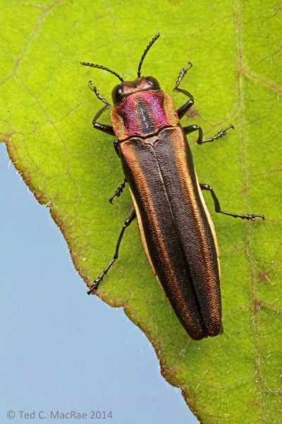Agrilus concinnus