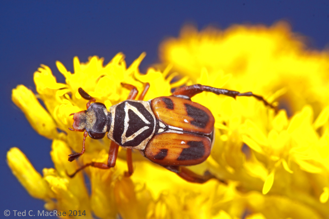 Trigonopeltastes delta