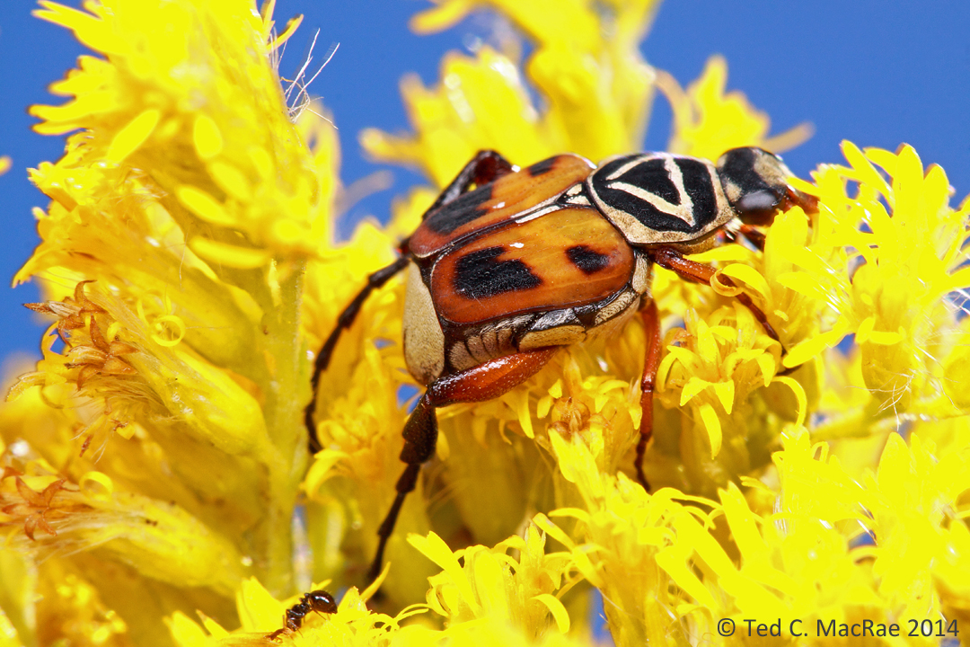 Trigonopeltastes delta on goldenrod (Solidago sp.) flowers | Stoddard Co., Missouri
