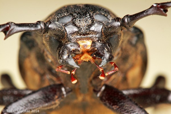 Prionus heroicus | Harding Co., New Mexico