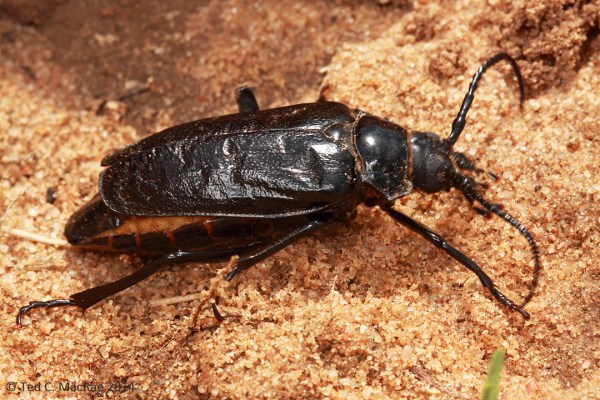 Prionus fissicornis female