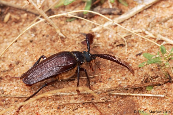 Prionus fissicornis male