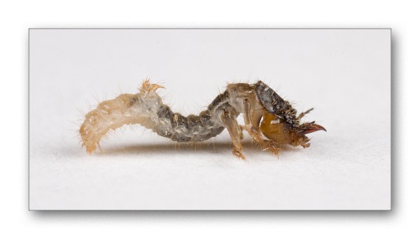 Western Red-bellied Tiger Beetle larva. Photo used with permission.