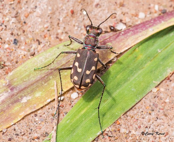 Western Red-bellied Tiger Beetle adult. Photo by Cary Kerst.
