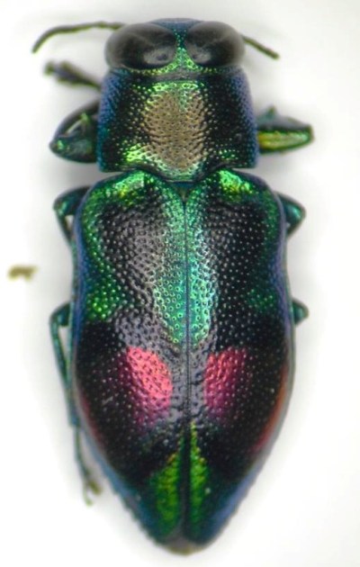 Chrysobothris n. sp. ex Jamaica