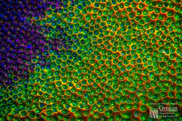 Chrysochroa corbetti dorsal elytral detail (10X)