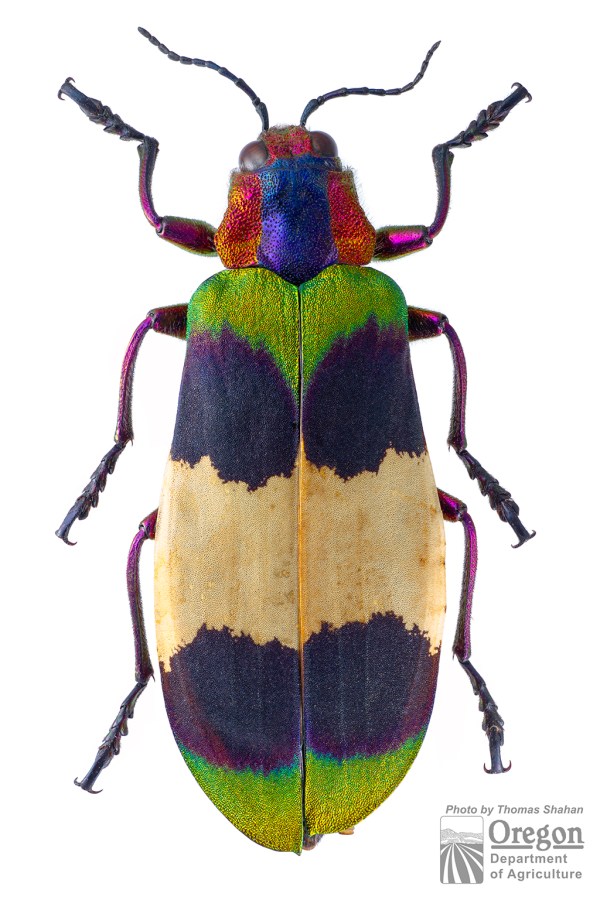 Chrysochroa (Chroodema) corbetti (Kerremans, 1893) | Thailand