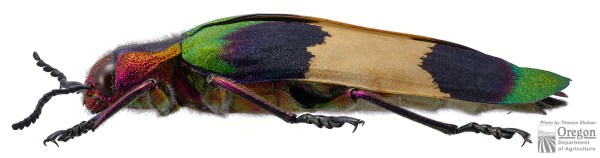 Chrysochroa corbetti lateral view