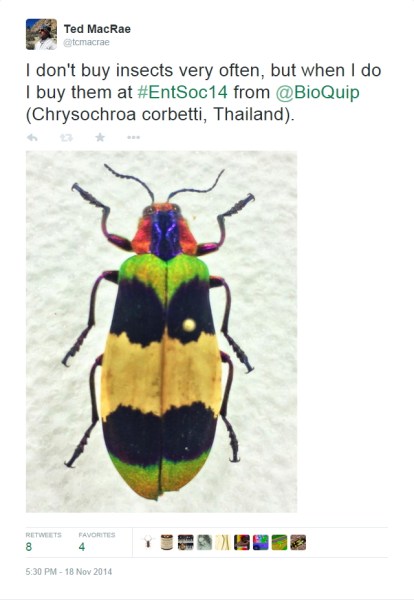 Chrysochroa-corbetti-Twitter