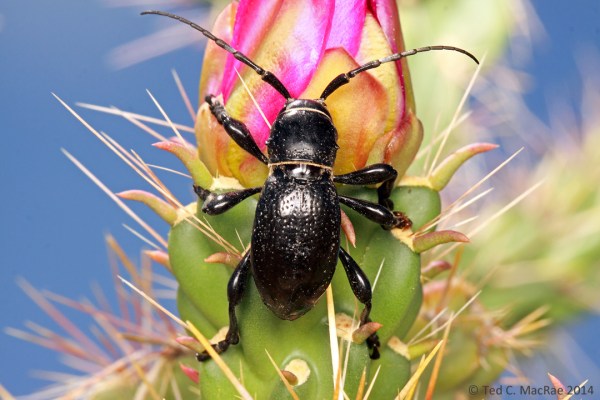 Moneilema armatum LeConte, 1853 | Vogel Canyon, Otero Co., Colorado